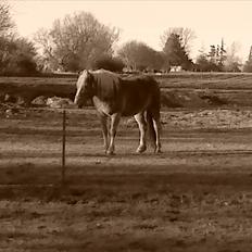Haflinger Ginni af Kastanjegård