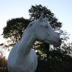 Palomino klepholms kara mello  (solgt)