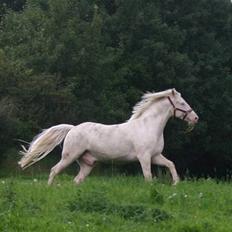 Palomino klepholms kara mello  (solgt)