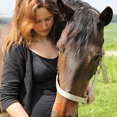 Dansk Varmblod Michado