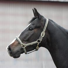 Dansk Varmblod Pointsprings Maddison