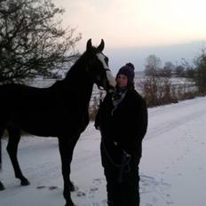 Dansk Varmblod Pointsprings Maddison