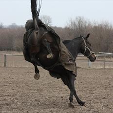 Dansk Varmblod Pointsprings Maddison