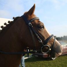 Welsh Pony (sec B) ~Breakaway Baron~