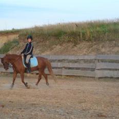 Welsh Pony (sec B) ~Breakaway Baron~