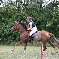 Welsh Cob (sec D) Fronerthig Red Hot Chili