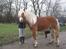 Haflinger Blue Star (BS) - 051209 <3