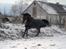 Dansk Varmblod Gamborg´s Duchess