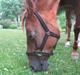 Sportsaraber (A) Felicia!<3 tildhest r.i.p