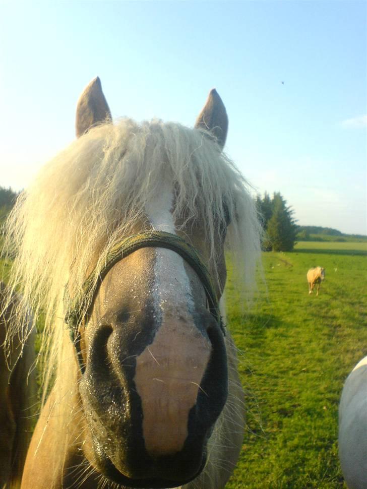 Haflinger Freja billede 1