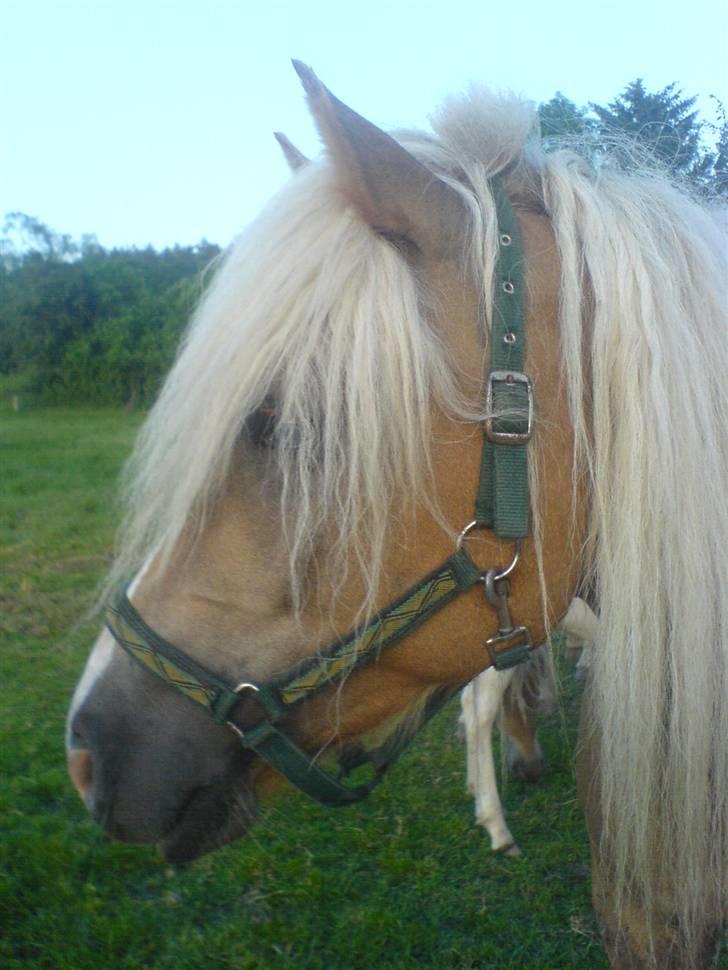 Haflinger Freja billede 2
