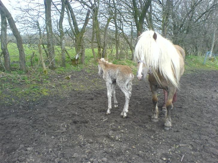 Haflinger Freja billede 3