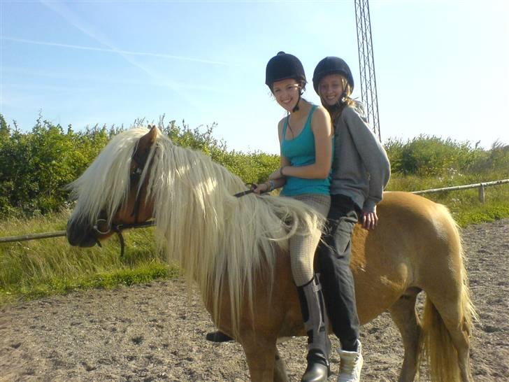 Haflinger Freja billede 4