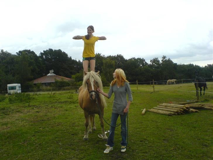 Haflinger Freja billede 5