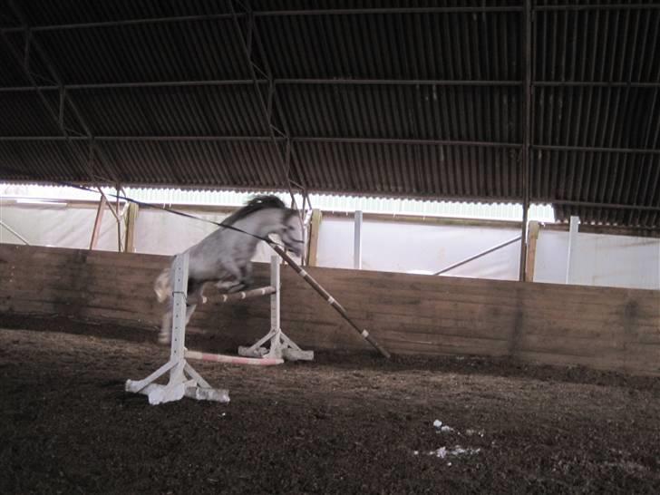 Welsh Pony (sec B) Mr. Caymann billede 14