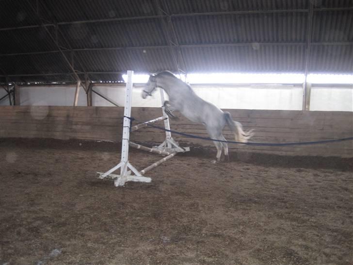 Welsh Pony (sec B) Mr. Caymann billede 15