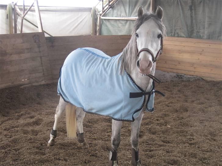 Welsh Pony (sec B) Mr. Caymann billede 16