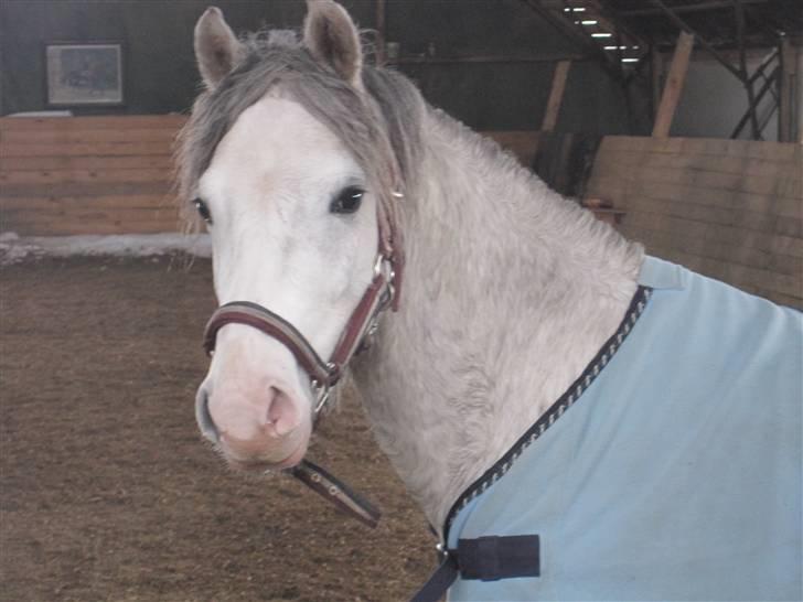 Welsh Pony (sec B) Mr. Caymann billede 17