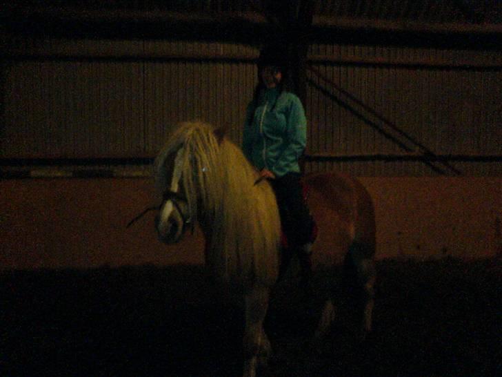 Haflinger Freja billede 6