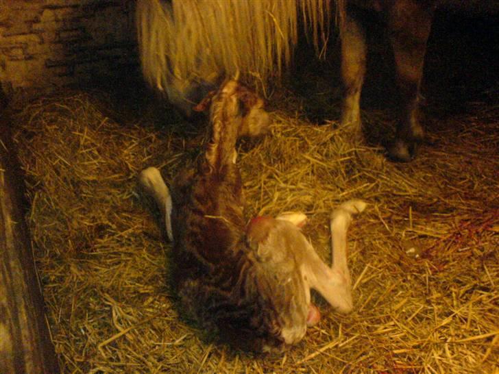 Haflinger Freja billede 7