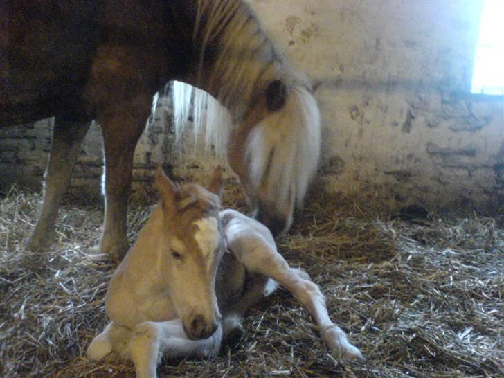 Haflinger Freja billede 8