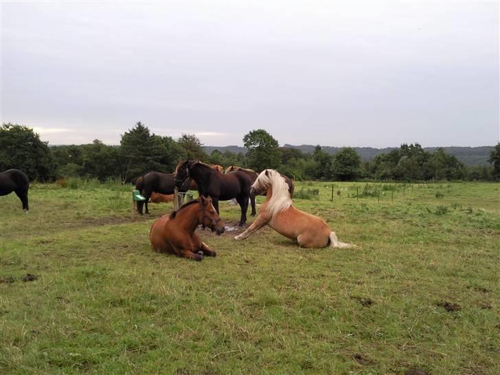 Haflinger Freja billede 9