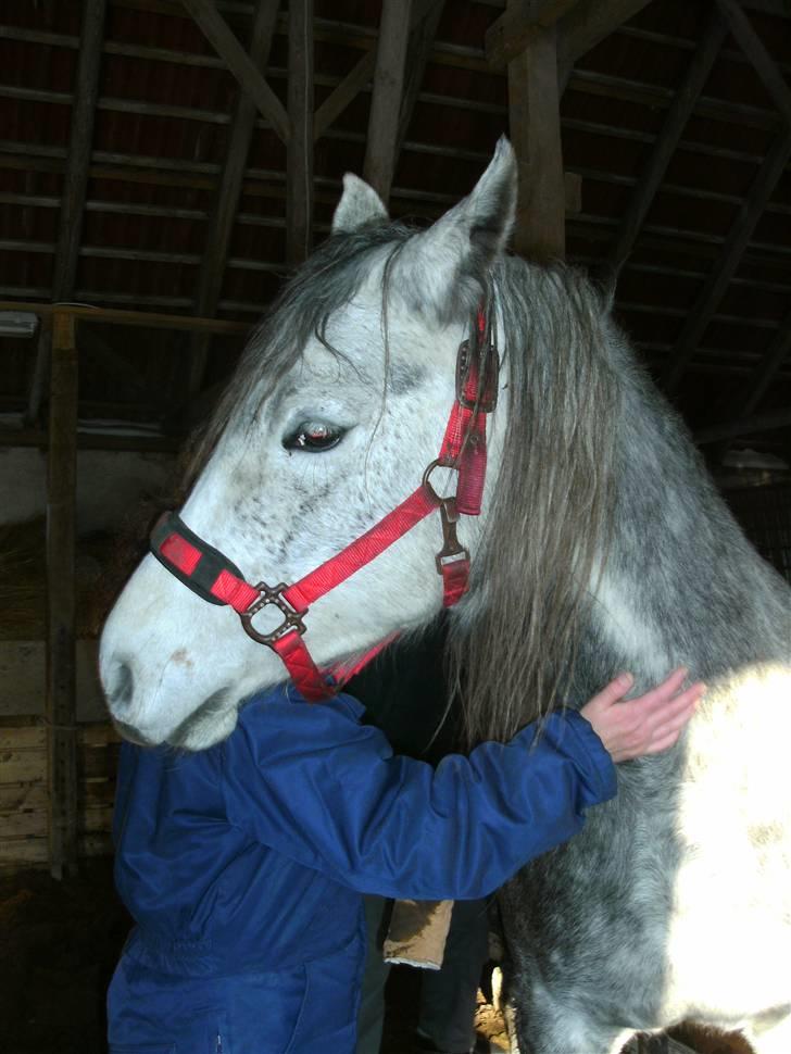 Anden særlig race Cassiopeia **RIP** billede 15