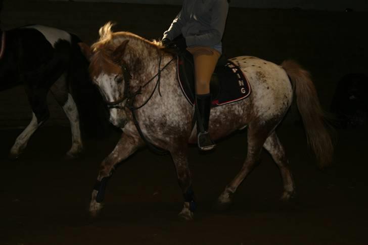 Knabstrupper Jolly Jumper<3 |Gml. Part| - Tjek lige hvor pænt han gang gå! Nogle af det eneste gange jeg virkelig har kunne få han til at gå der :D Foto: Nana billede 7
