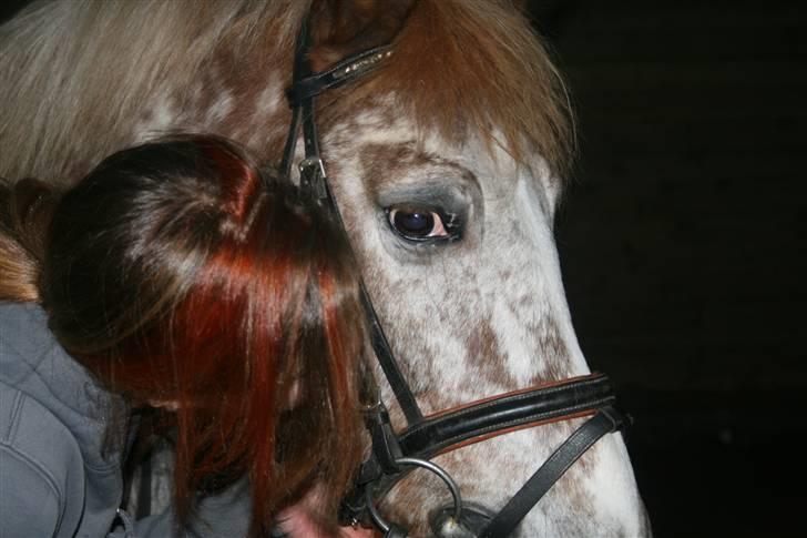 Knabstrupper Jolly Jumper<3 |Gml. Part| - Lækker Joller og mig :D Foto: Nana billede 8