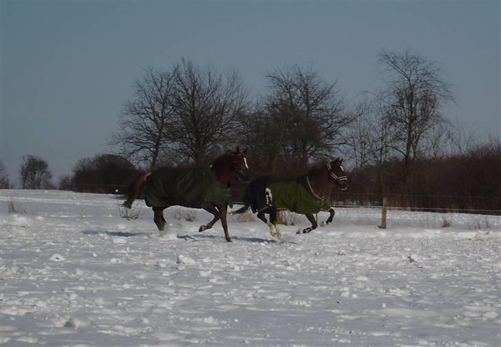 Anden særlig race Madonna<33  - Mullerne<3 billede 17