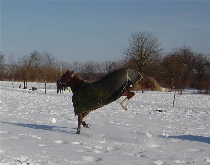 Anden særlig race Madonna<33  - Vild basse:D billede 18