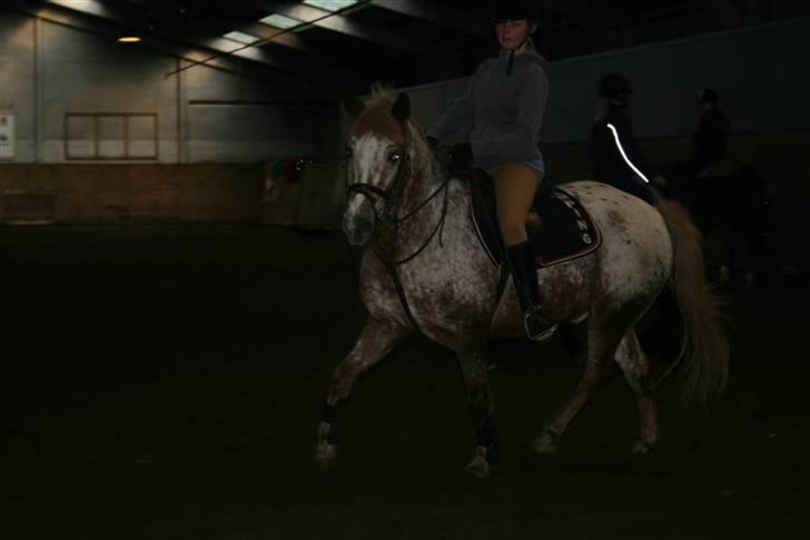 Knabstrupper Jolly Jumper<3 |Gml. Part| - Jaa, det gang han skam også rigtig fint ;D Foto: Nana billede 9