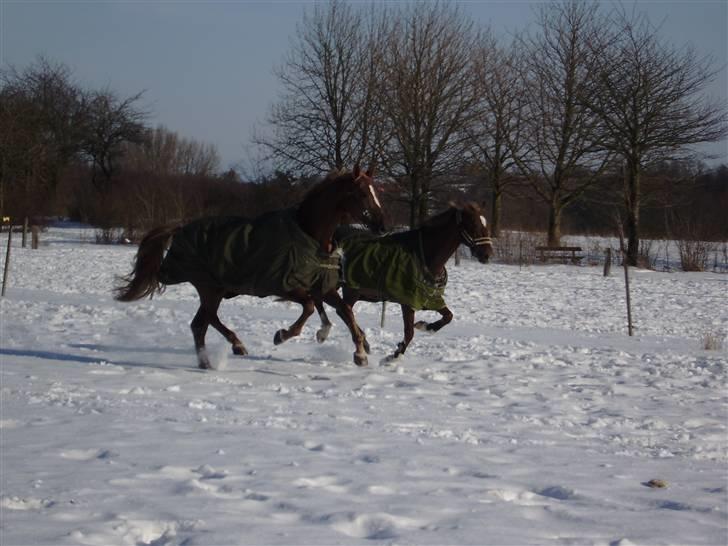 Anden særlig race Madonna<33  billede 20