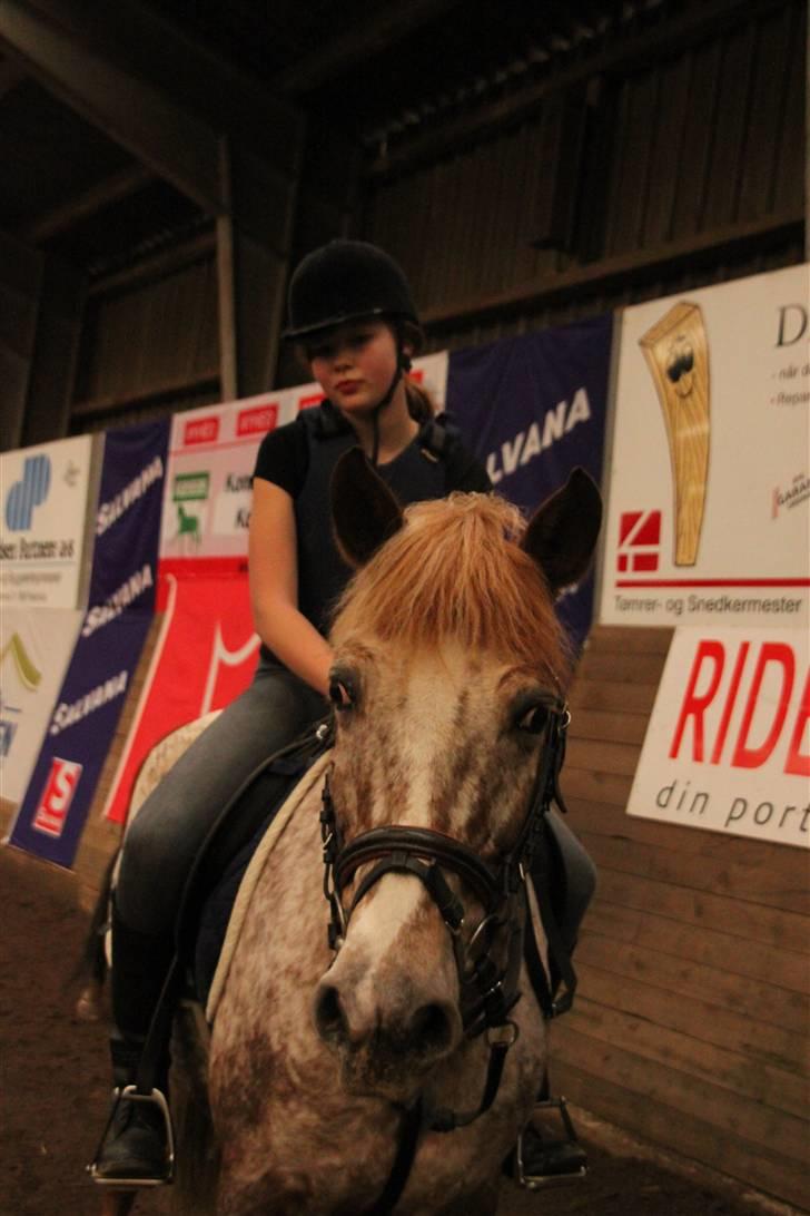 Knabstrupper Jolly Jumper<3 |Gml. Part| - Smukke smukke :D Foto: Celine billede 11