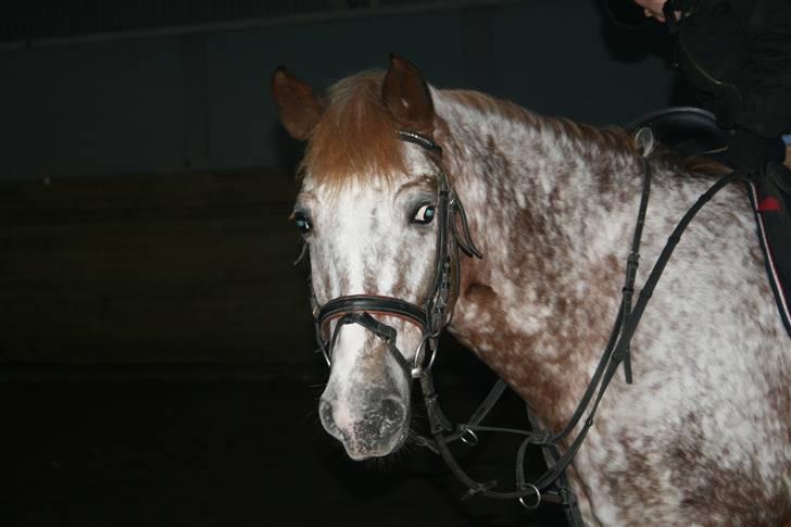 Knabstrupper Jolly Jumper<3 |Gml. Part| - Smil til fotograffen!<3 Foto: Nana billede 12