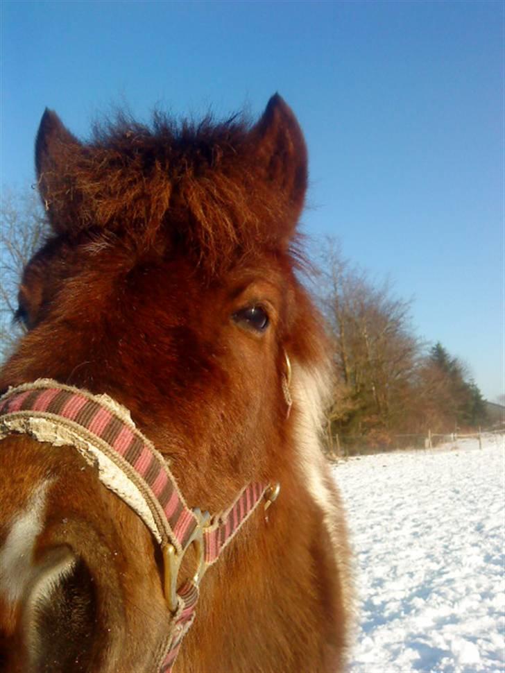 Anden særlig race Grøndahls Pepsi (Pepser) - 2010 billede 3