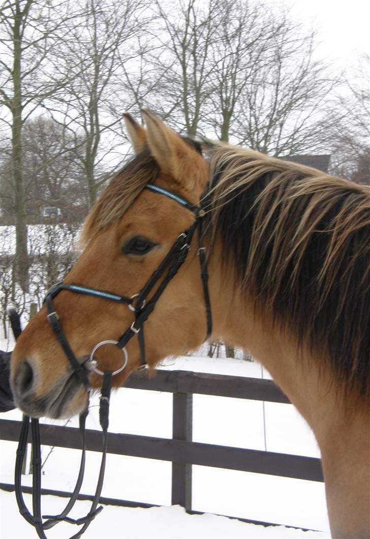 Oldenborg /Fjordhest - Vejlbygård's Yasmin-solgt- billede 18