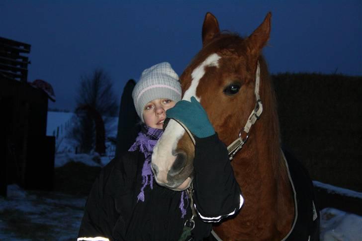 Hollandsk Sportspony Chantelle † miss you † - 10) Du har en hel speciel plads <3 (; | Foto : Amalie med mit kamara! | billede 10