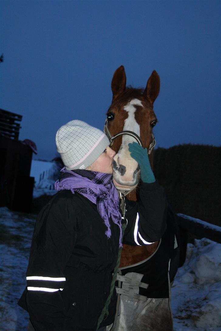 Hollandsk Sportspony Chantelle † miss you † - 11) Et billide siger mere end tusind ord? | Foto : Amalie med mit kamara! | billede 11