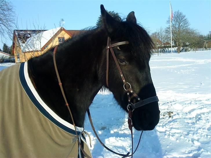 Anden særlig race Fronja  billede 16