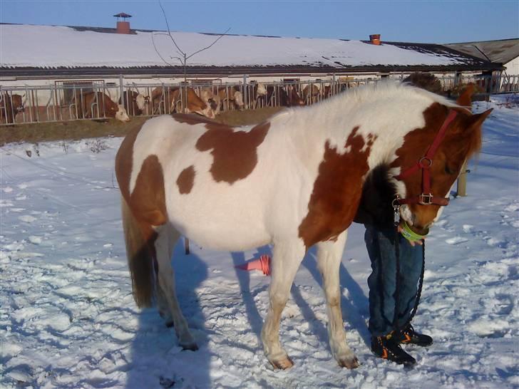 Pinto Araber Lotus  - Den smukke med mave billede 8