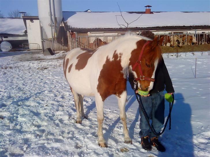 Pinto Araber Lotus  - smuk billede 9