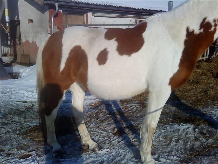 Pinto Araber Lotus  - tykke billede 10