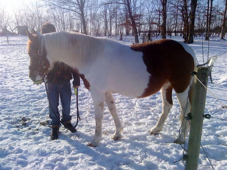 Pinto Araber Lotus  - tykke på den anden side billede 11
