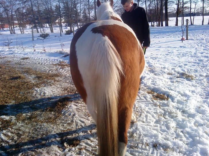 Pinto Araber Lotus  - et godt billede bagfra billede 12