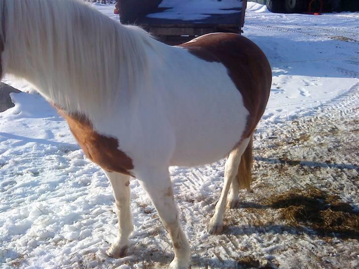 Pinto Araber Lotus  - ja, det var så lige fra skrå billede 13