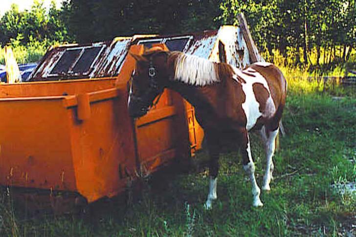 Pinto Pegasus   afdød :( - Pegas elskede at lege I containerne. God trailer træning! (1 år) billede 13