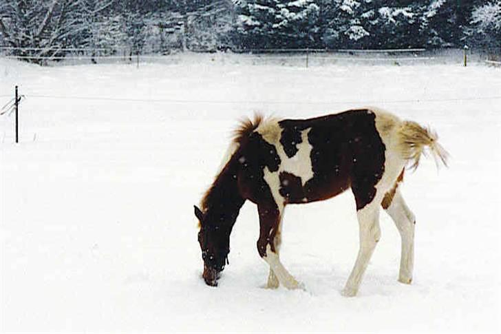 Pinto Pegasus   afdød :( - Pegas ca 9 måneder gammel i sneen. billede 14