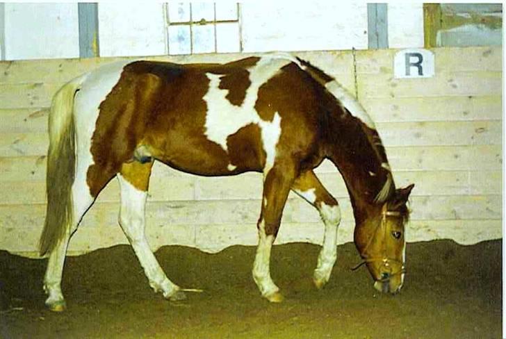 Pinto Pegasus   afdød :( - I ridehus 1 ½ år billede 15