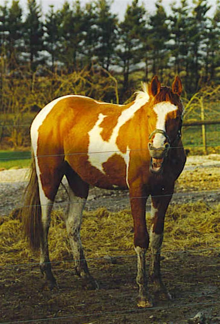 Pinto Pegasus   afdød :( - Gab! Pegas ca 2 år gammel billede 16